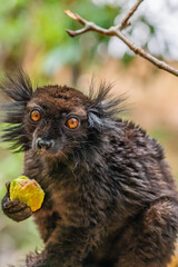 Black lemur, Eulemur macaco, face detail portrait with yellow eye.