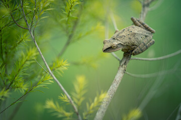 tree frog on green leaves ,Striped Tree Frog,