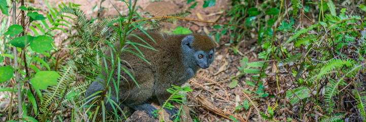 Golden bamboo lemur, close up from a endangered bamboo lemur in Madagascar. © ggfoto