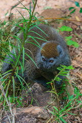 Golden bamboo lemur, close up from a endangered bamboo lemur in Madagascar.