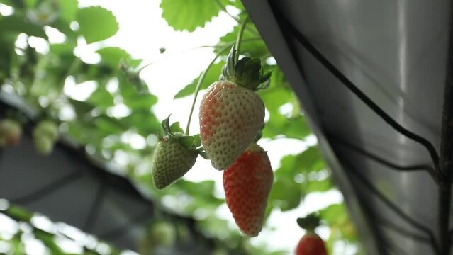 Hydroponic Strawberries