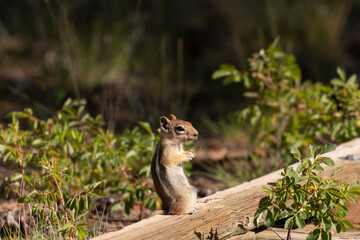Chipmunk