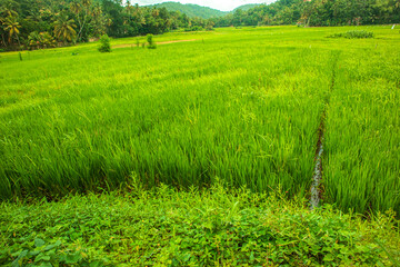 Obraz premium Green rice field in beautiful village