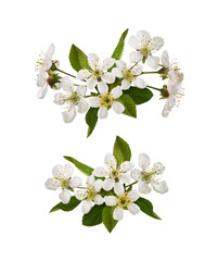 Spring set of floral arrangements with small green leaves and flowers of cherry isolated on white or transparent background