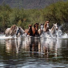 Stampeding Arizona Salt River Wild Horses 