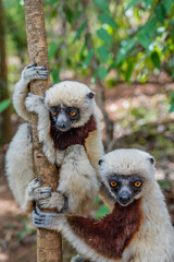 Close up from two sifaka in its natural environment in the rainforest of Andasibe