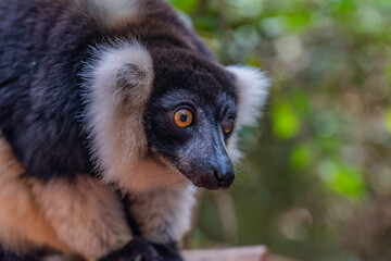 Lemur, black-and-white ruffed lemur close up in nature at Andasibe National Park