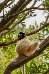 Diademed sifaka in its natural environment on a branch in the rainforest of Andasibe