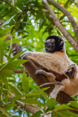 Diademed sifaka in its natural environment in the rainforest of Andasibe