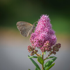 Schmetterling Schornsteinfeger