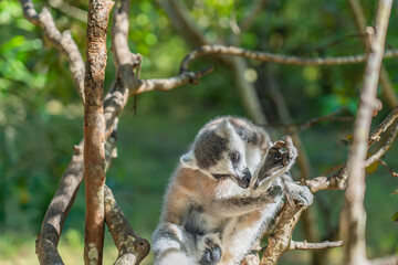 Close up of a ring-tailed Lemur or catta Lemur at a National Park