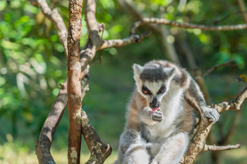 Close up of a ring-tailed Lemur or catta Lemur at a National Park