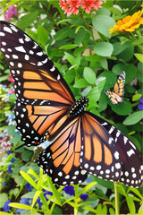 monarch butterfly on flower