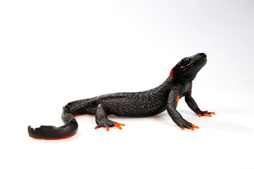 Taliang Knobby Newt // Taliang Krokodilmolch (Tylototriton taliangensis)