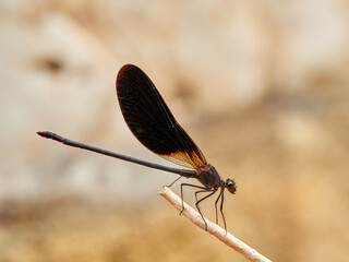 Dragonfly. Copper Demoiselle.  Calopteryx haemorrhoidalis.