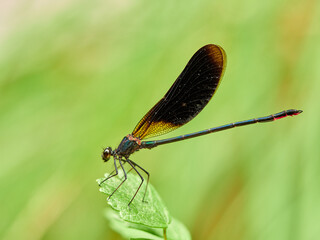 Dragonfly. Copper Demoiselle.  Calopteryx haemorrhoidalis.