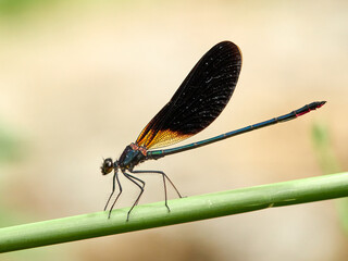 Dragonfly. Copper Demoiselle.  Calopteryx haemorrhoidalis