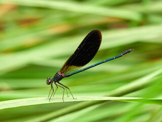 Dragonfly. Copper Demoiselle.  Calopteryx haemorrhoidalis.