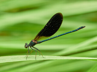 Dragonfly. Copper Demoiselle.  Calopteryx haemorrhoidalis.