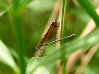 Dragonfly. Copper Demoiselle.  Calopteryx haemorrhoidalis.