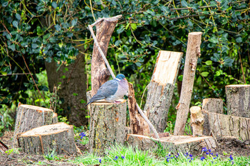 A Dove Pigeon standing on a tree stump, surrounded by split wood