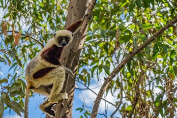 A sifaka on a tree in the rainforest of Andasibe