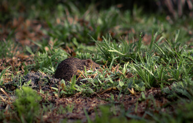 Little mouse digging for food