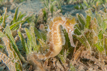 Sea ​​horse in the Red Sea Colorful and beautiful, Eilat Israel