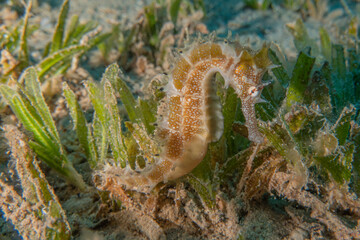 Sea ​​horse in the Red Sea Colorful and beautiful, Eilat Israel