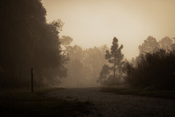 Landscape on a beautiful foggy morning 