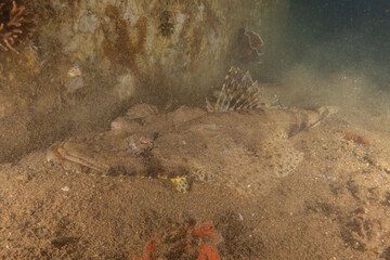 Fish swimming in the Red Sea, colorful fish, Eilat Israel
