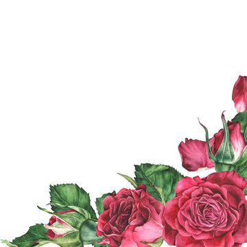 Blank for text with pink roses and petals in the corner. Watercolor botanical illustration. Isolated on a white background hand drawn flowers. Empty space for an inscription. Design of cards