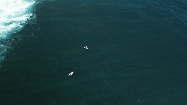 Shot from above as a shark swims past two surfers in the open ocean. Dangerous sport, reef sharks close to surfers. The concept of extreme sports and lifestyle in danger.