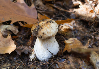 porcini mushroom in the forest