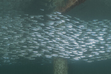 Fish swimming in the Red Sea, colorful fish, Eilat Israel
