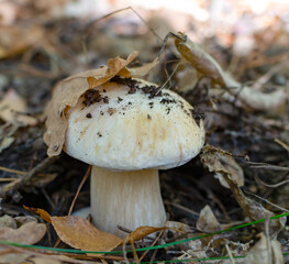 edible porcini mushroom