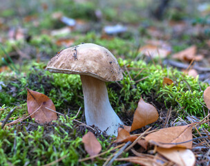 Beautiful mushroom growing in green moss, summer day, close-up