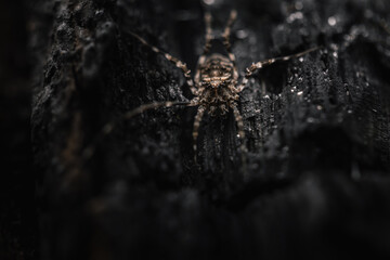 Close-up of a spider