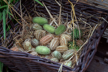 Decorative cucumbers, Ecballium elaterium. African wild cucumber Cucumis africanus.