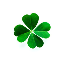 four leaf clover, photography, top angle, 3D, white background 07