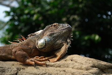 Majest&auml;tischer Leguan im Leipziger Zoo