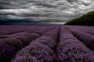 lavender field in region