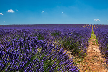 Naklejka premium Looking for the smell of lavender