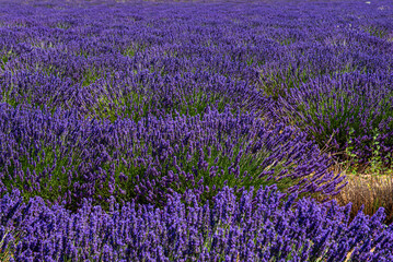Looking for the smell of lavender