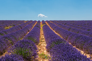 Fototapeta na wymiar Looking for the smell of lavender