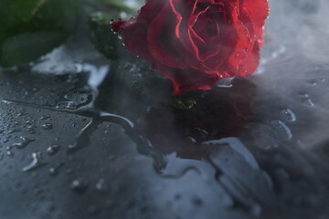 Red rose with water drops on a dark background with smoke, close-up.