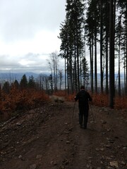 Fototapeta premium Man or a tourist walking or hiking in the forest in the nature.