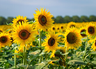 Fototapeta premium Sunflower - ai generative