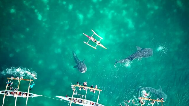 Drone video of Feeding Whale Sharks - Philippines