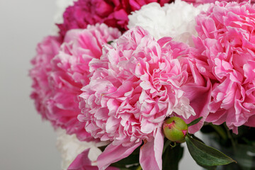 beautiful peonies on a white background